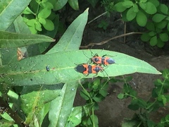 Oncopeltus fasciatus