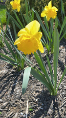 Narcissus pseudonarcissus pseudonarcissus