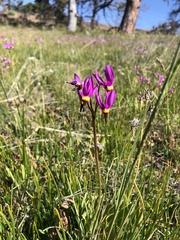 Primula poetica