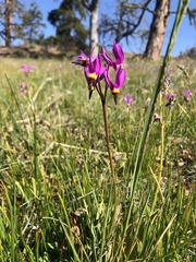 Primula poetica