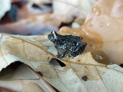 Raorchestes tuberohumerus