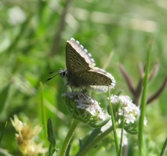Pseudophilotes abencerragus