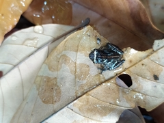 Raorchestes tuberohumerus