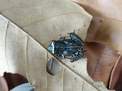 Raorchestes tuberohumerus