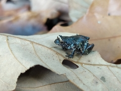 Raorchestes tuberohumerus