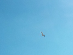 Sterna hirundo longipennis
