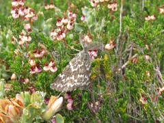Athroolopha pennigeraria