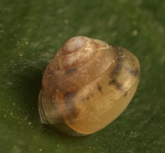 Kaliella