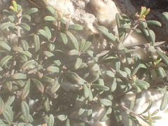 Indigofera sp9