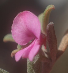 Indigofera sp9