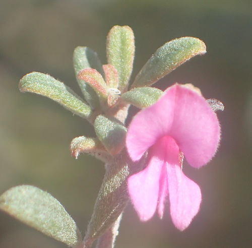 Image of Indigofera outrampsii by (c) Nicola van Berkel, some rights reserved (CC BY-SA)