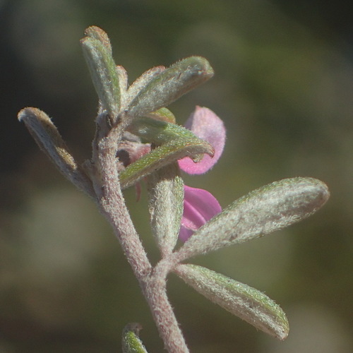 Image of Indigofera outrampsii by (c) Nicola van Berkel, some rights reserved (CC BY-SA)
