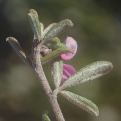 Indigofera sp9