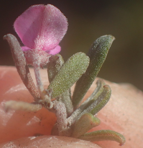 Image of Indigofera outrampsii by (c) Nicola van Berkel, some rights reserved (CC BY-SA)
