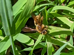 Andrena auricoma