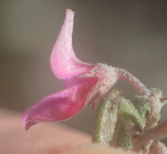 Indigofera sp9