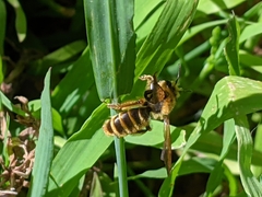 Andrena auricoma