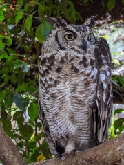 Bubo africanus