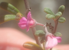 Indigofera sp9