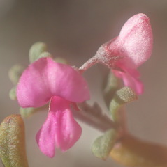 Indigofera sp9