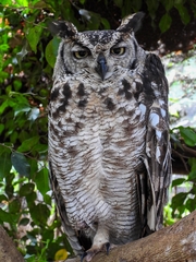 Bubo africanus