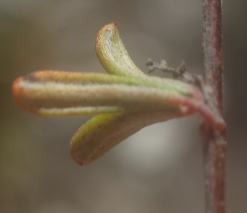 Image of Indigofera outrampsii by (c) Nicola van Berkel, some rights reserved (CC BY-SA)