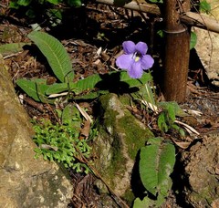 Streptocarpus aylae
