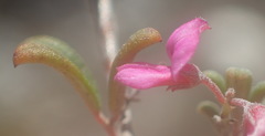 Indigofera sp9