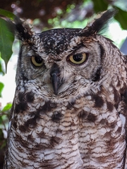 Bubo africanus