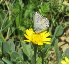 Pseudophilotes panoptes