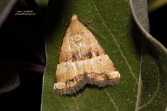 Pseudozarba opella