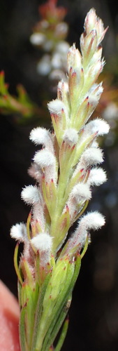 Image of Spatalla barbigera by (c) Nicola van Berkel, some rights reserved (CC BY-SA)