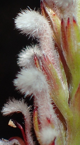 Image of Spatalla barbigera by (c) Nicola van Berkel, some rights reserved (CC BY-SA)