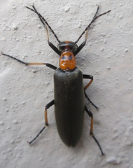 Lydomorphus bisignatus