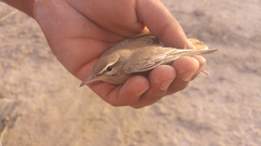 Cercotrichas galactotes