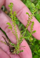 Selaginella apoda