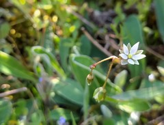 Spergula pentandra