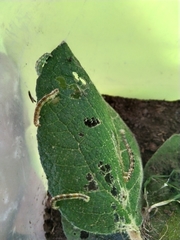 Sangalopsis microleuca