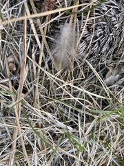 Dendragapus obscurus