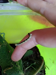 Sangalopsis microleuca
