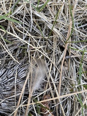 Dendragapus obscurus