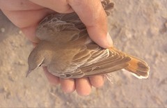 Cercotrichas galactotes