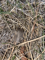 Dendragapus obscurus