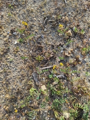 Hippocrepis multisiliquosa