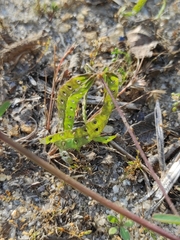 Hippocrepis multisiliquosa