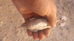 Cercotrichas galactotes