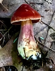 Chalciporus rubinellus