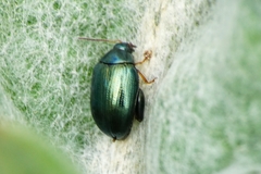 Psylliodes chalcomera