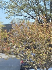 Prunus