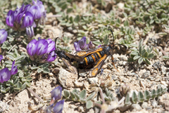 Bembecia altyntaghica